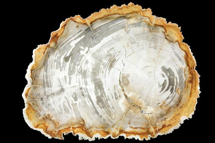 Tropical Hardwood Petrified Wood Dish - Indonesia #131453